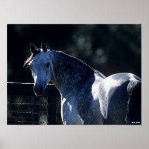 Póster Bob Langrish   Dapple Gray Arab Headshot Backlit