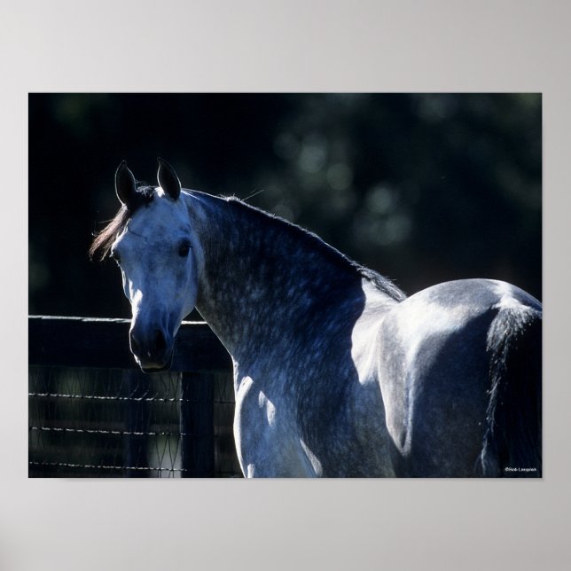 Póster Bob Langrish | Dapple Gray Arab Headshot Backlit (Frente)