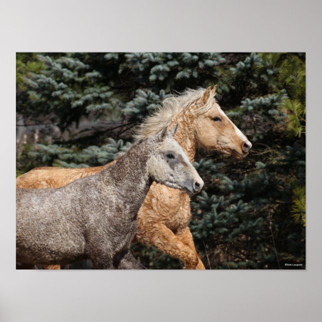 Póster Bob Langrish | Dos Caballos de Curly Bashkir (Frente)