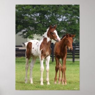 Póster Bob Langrish   Dos estafadores de caballos deporti