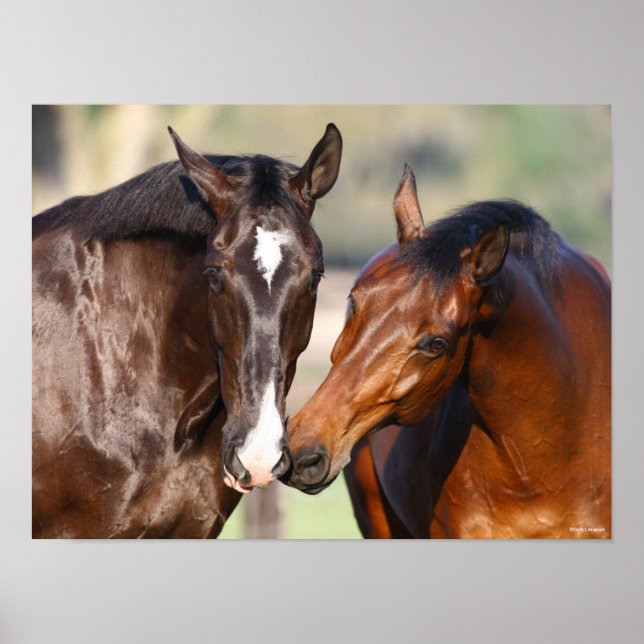 Póster Bob Langrish | Dos reuniones de caballos deportivo (Frente)