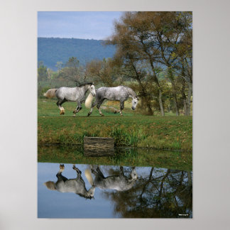 Póster Bob Langrish | Dos Warmbloods Juntas Por Lago