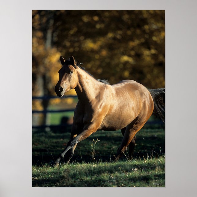 Póster Bob Langrish | Dun Quarter Horse Running (Frente)