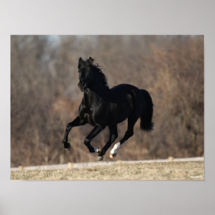 Póster Bob Langrish   Ejecución de Stallion andaluz negro