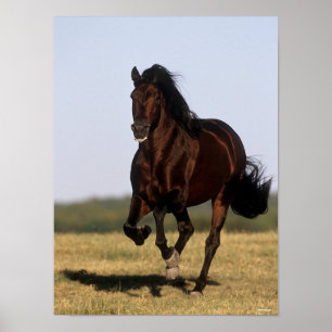 Póster Bob Langrish   Ejecución de Stallion andaluza