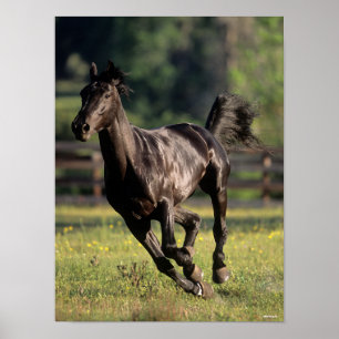 Póster Bob Langrish   Ejecución de Stallion Black Warmblo