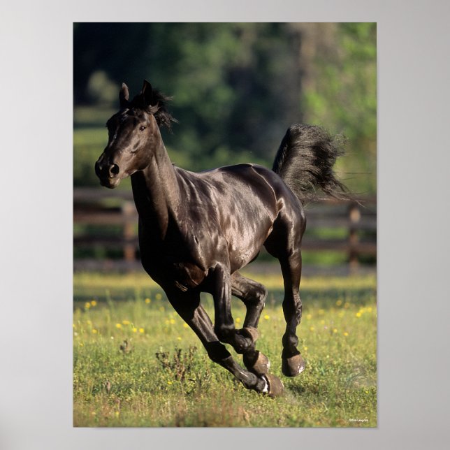 Póster Bob Langrish | Ejecución de Stallion Black Warmblo (Frente)