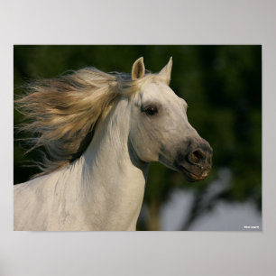 Póster Bob Langrish Gray Andalucian Headshot Mane