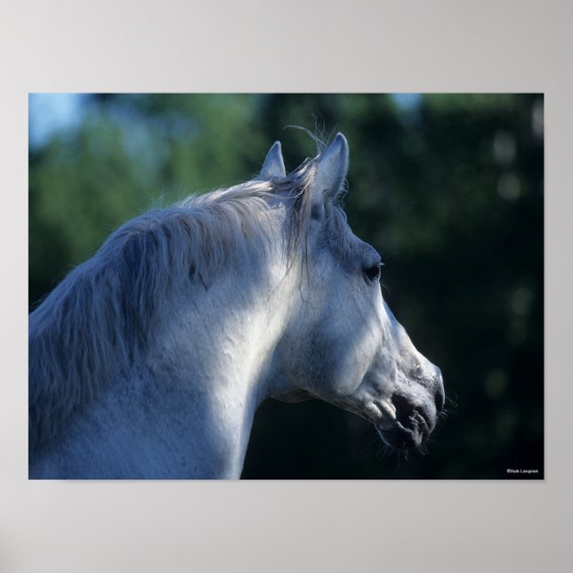 Póster Bob Langrish | Gray Trakehner Stallion Headshot (Frente)