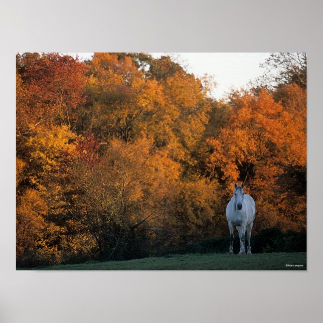 Póster Bob Langrish Gray Warmblood Horse de pie Otoño (Frente)