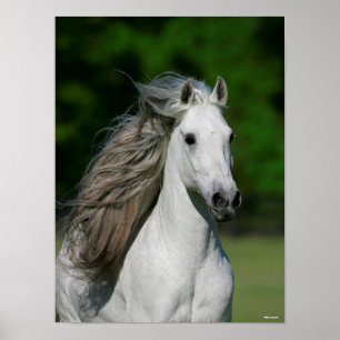 Póster Bob Langrish   Grey Andalucian Stallion Headshot