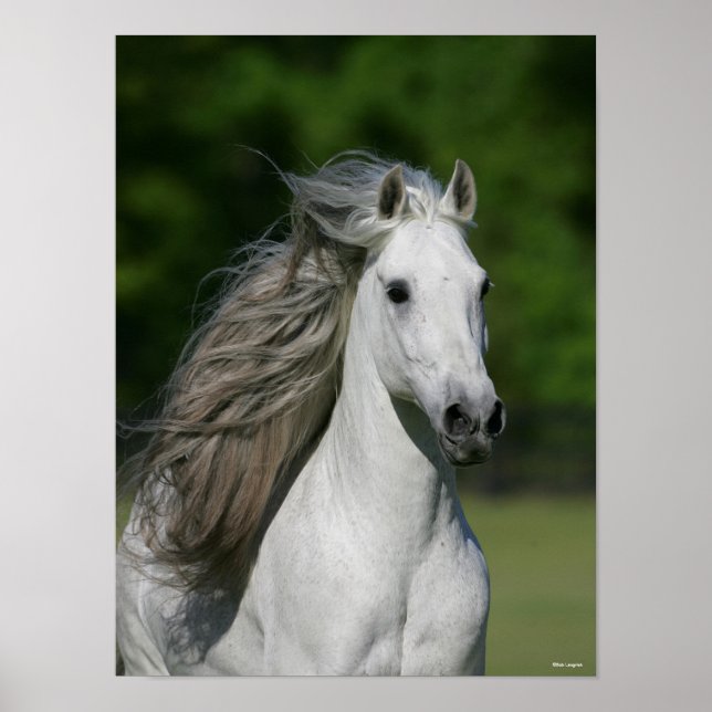 Póster Bob Langrish | Grey Andalucian Stallion Headshot (Frente)