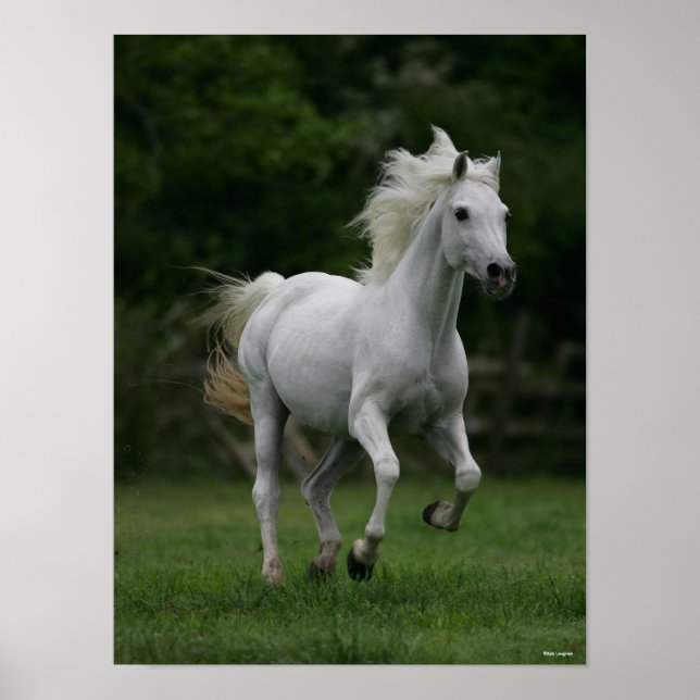 Póster Bob Langrish | Grey Arab Running Mane Flowing (Frente)