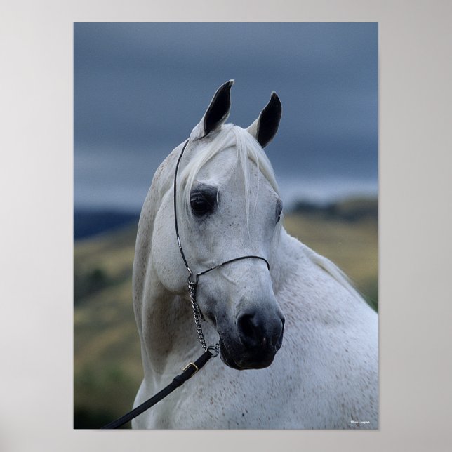 Póster Bob Langrish | Grey Arab Stallion Headshot (Frente)