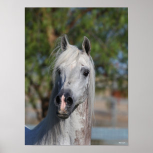 Póster Bob Langrish   Grey Arab Stallion Headshot
