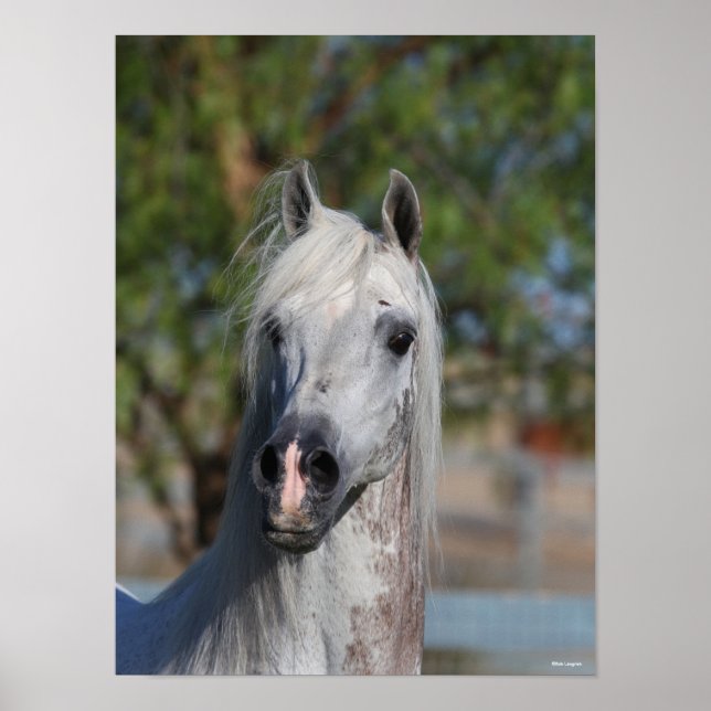 Póster Bob Langrish | Grey Arab Stallion Headshot (Frente)