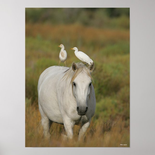 Póster Bob Langrish | Grey Camargue Horse with Two Birds (Frente)