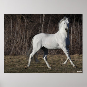 Póster Bob Langrish   Gris Andalucian Stallion Walking