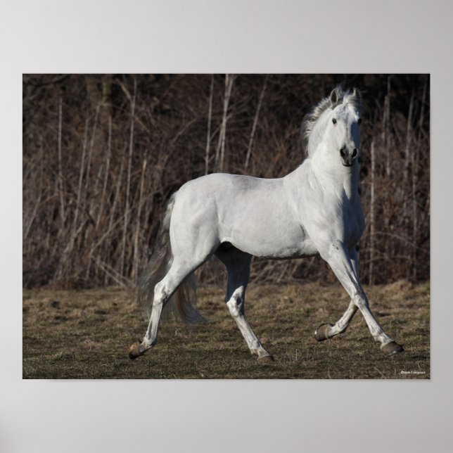 Póster Bob Langrish | Gris Andalucian Stallion Walking (Frente)