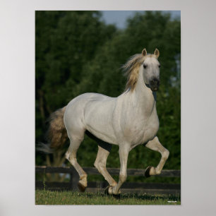 Póster Bob Langrish   Gris andaluz