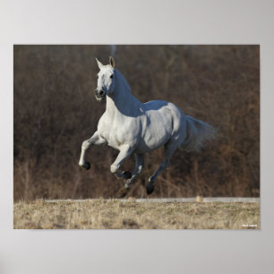 Póster Bob Langrish   Gris andaluz