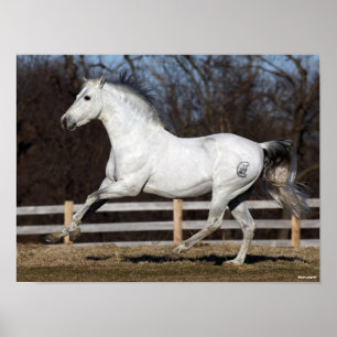 Póster Bob Langrish   Gris Andaluz Stallion Running