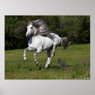 Póster Bob Langrish   Gris Andaluz Stallion Running
