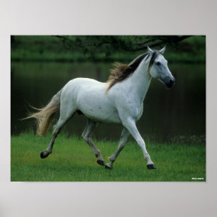 Póster Bob Langrish   Gris Andaluz Stallion Running