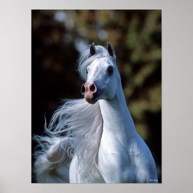Póster Bob Langrish | Gris Arab Stallion Headshot (Frente)