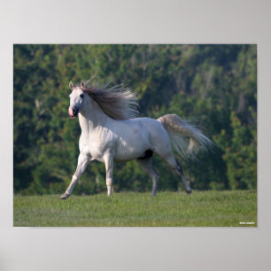Póster Bob Langrish   Gris Lusitano Stallion Running