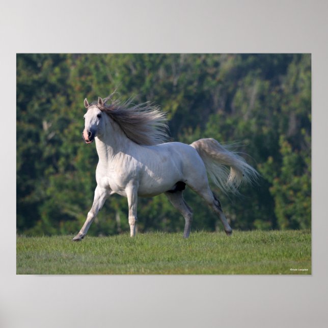 Póster Bob Langrish | Gris Lusitano Stallion Running (Frente)
