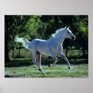 Póster Bob Langrish   Gris Thoroughbed Stallion Running