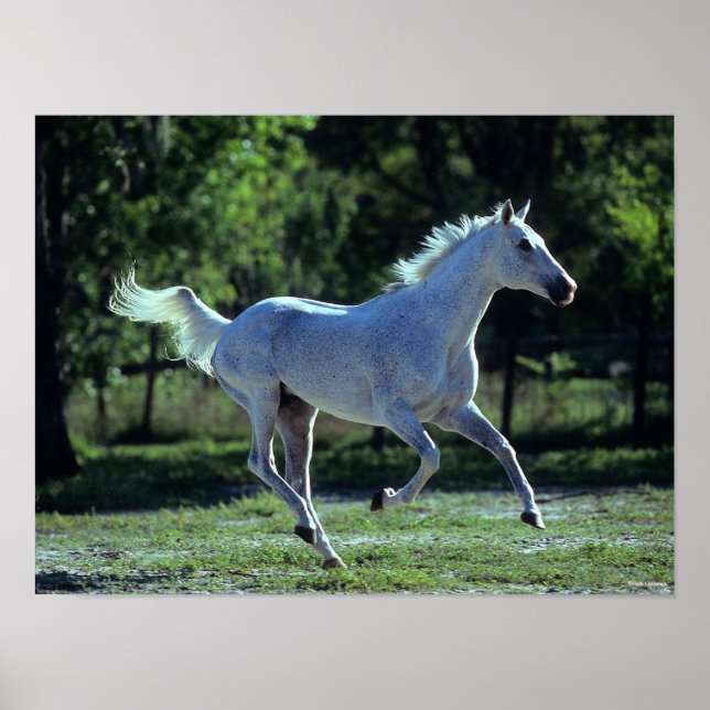 Póster Bob Langrish | Gris Thoroughbed Stallion Running (Frente)