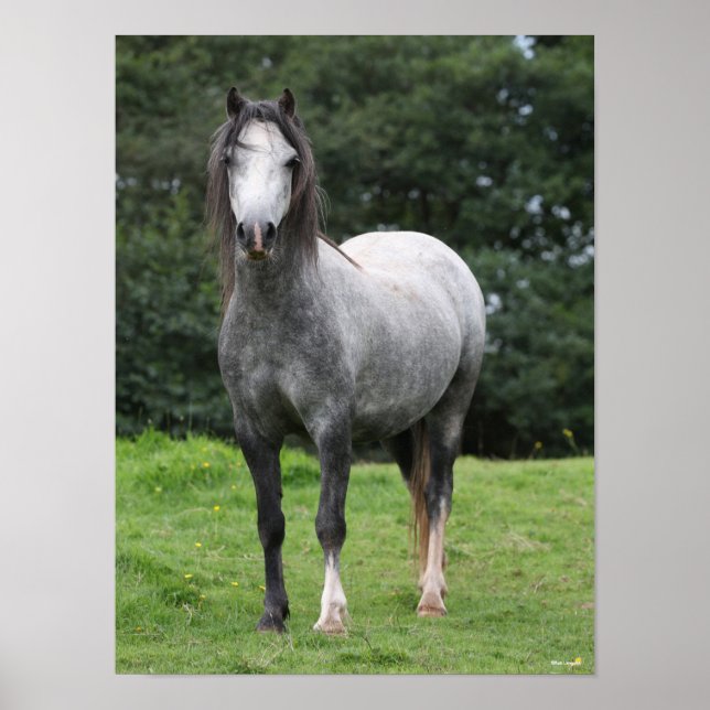 Póster Bob Langrish | Gris Welsh Pony Standing (Frente)