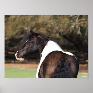 Póster Bob Langrish   Gypsy Vanner Headshot