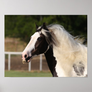 Póster Bob Langrish   Gypsy Vanner Headshot