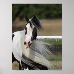 Póster Bob Langrish   Gypsy Vanner Headshot Mano Fluyendo