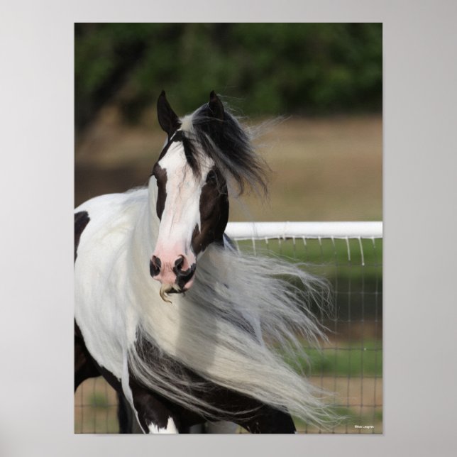 Póster Bob Langrish | Gypsy Vanner Headshot Mano Fluyendo (Frente)