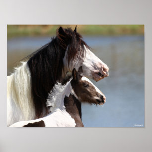 Póster Bob Langrish Gypsy Vanner Mare and Foal Headshot