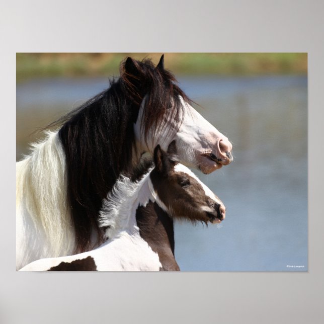 Póster Bob Langrish | Gypsy Vanner Mare and Foal Headshot (Frente)