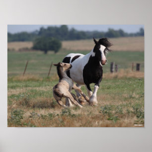Póster Bob Langrish   Gypsy Vanner Mare y Foey
