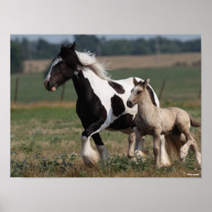 Póster Bob Langrish   Gypsy Vanner Mare y Fotooting