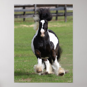 Póster Bob Langrish   Gypsy Vanner Running
