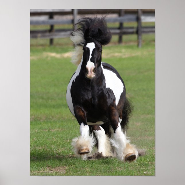 Póster Bob Langrish | Gypsy Vanner Running (Frente)