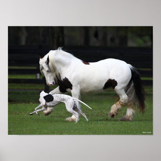 Póster Bob Langrish Gypsy Vanner y el perro juntos (Frente)
