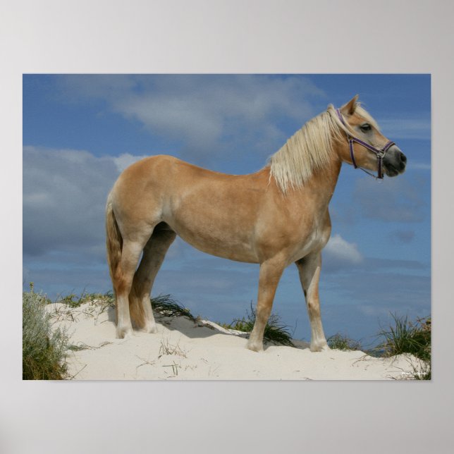 Póster Bob Langrish | Haflinger En La Playa (Frente)