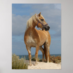 Póster Bob Langrish   Haflinger Standing On Beach