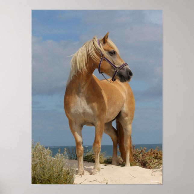 Póster Bob Langrish | Haflinger Standing On Beach (Frente)