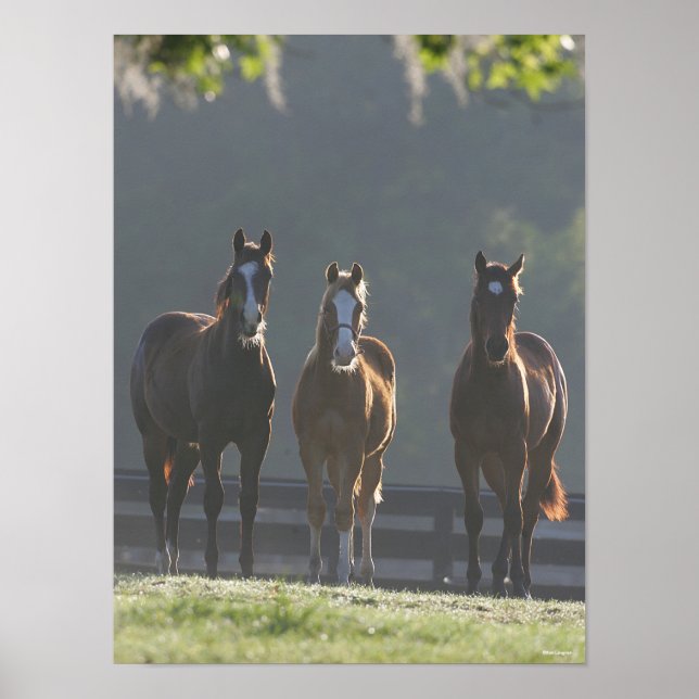 Póster Bob Langrish | Jóvenes de tres cuartos de caballo (Frente)