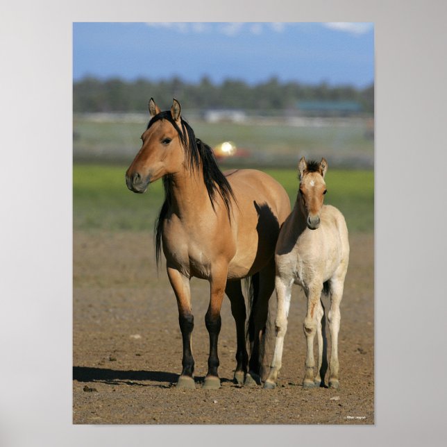 Póster Bob Langrish Kiger Mustang Mare and Foal Standing (Frente)
